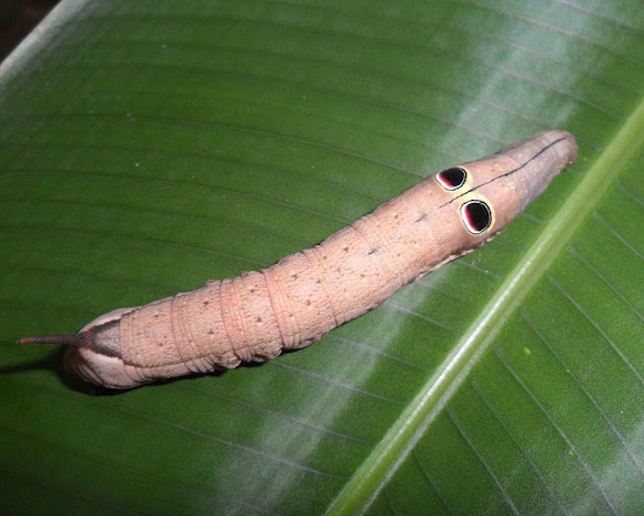 Spotting Image 1