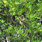 Long Tailed Macaque