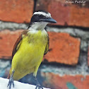 Bichofué Común - Great Kiskadee