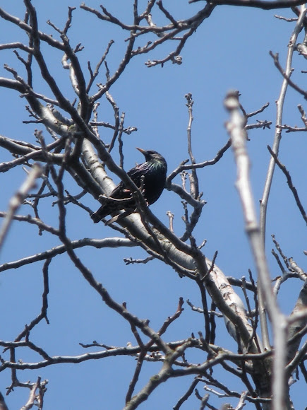 Spotting Image 1