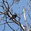 Common/European Starling