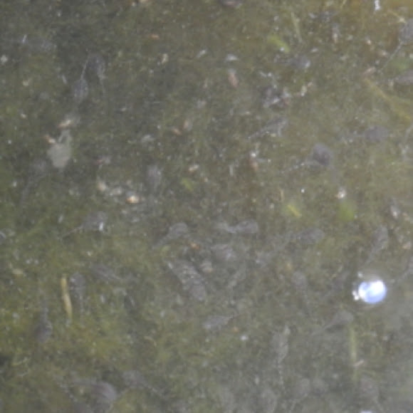 Spotting Image 1