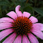 Purple Coneflower