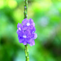 Indian Snakeweed
