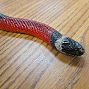 Milk Snake
