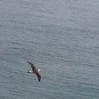 Laysan Albatross