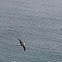 Laysan Albatross