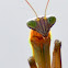Chinese Mantid