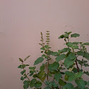 Tulsi