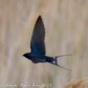 Barn Swallow; Golandrina Común