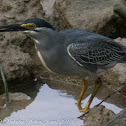 Little Heron