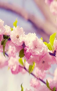 How to install Flowers Live Wallpaper patch 1.0.0 apk for android