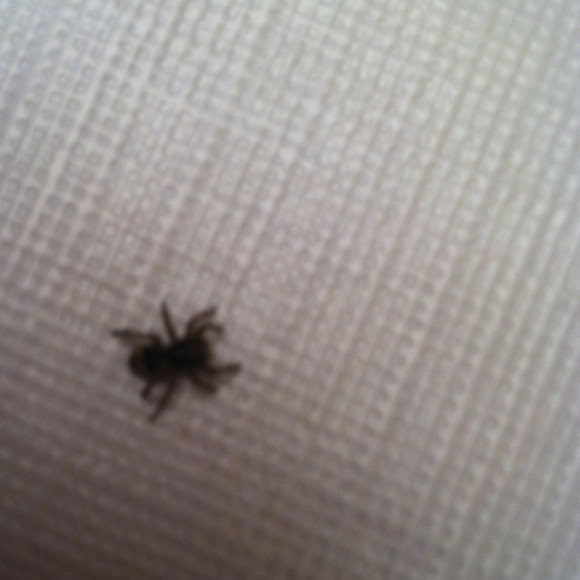 Spotting Image 1
