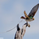 Violet-green Swallow
