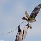 Violet-green Swallow