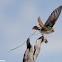 Violet-green Swallow