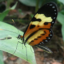 Polymnia Tigerwing
