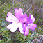 Checker bloom