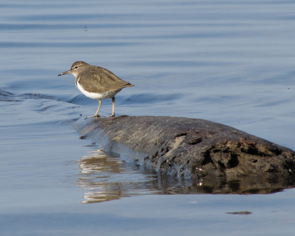Spotting Image 1