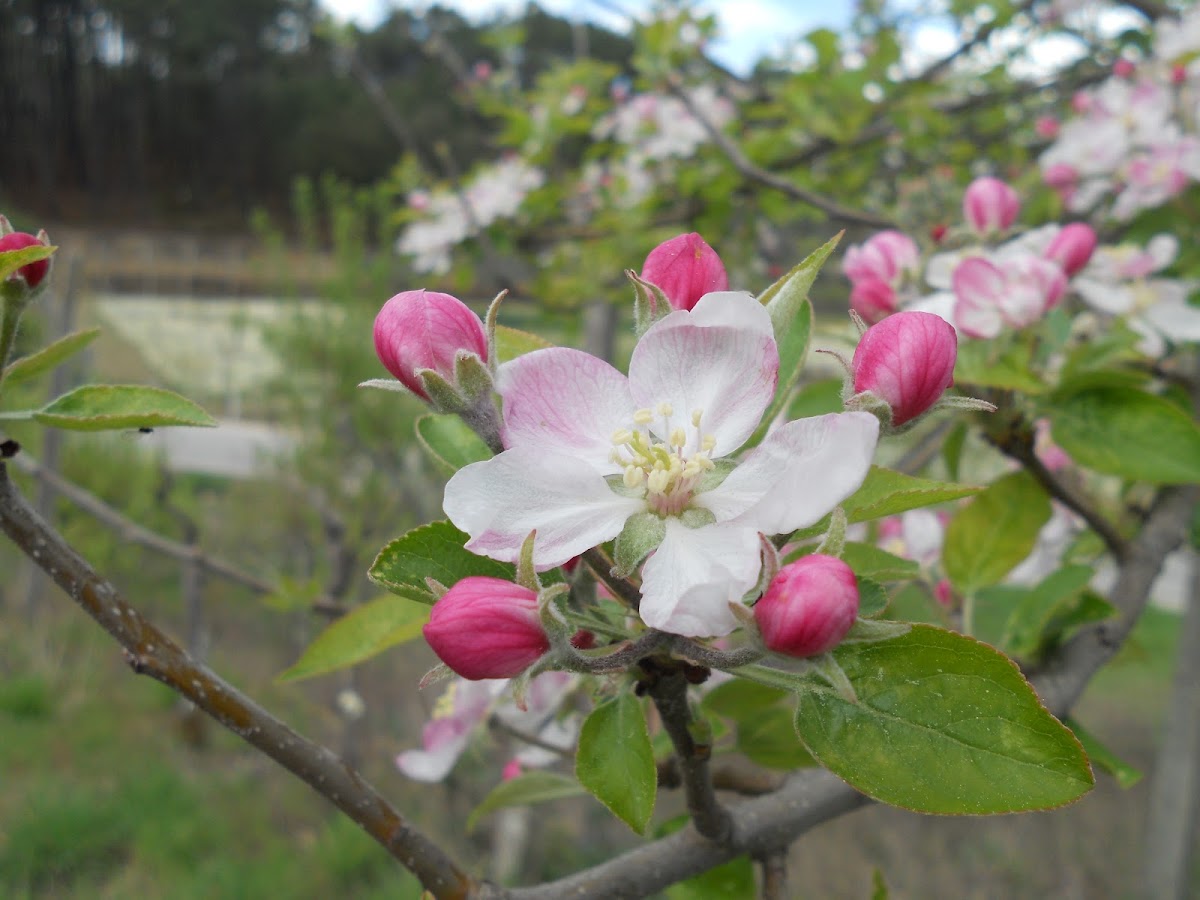 Flor de Cerejeira
