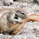 Cape ground squirrel