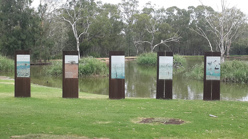 Australian Waterbirds Wetland