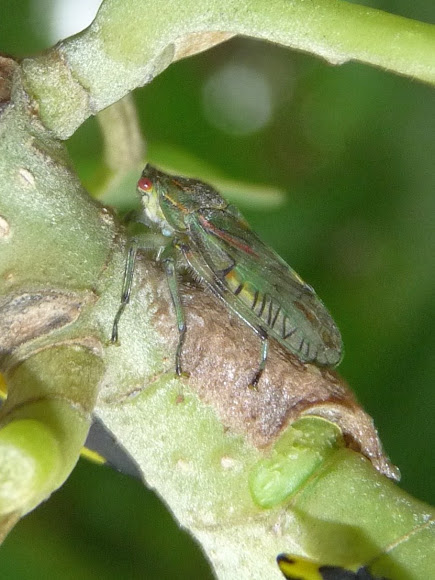 Spotting Image 1