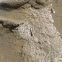 Mudskipper