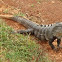 iguana