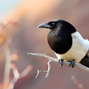 Black-billed Magpie