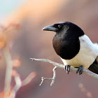 Black-billed Magpie