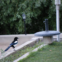 Black necked Magpie