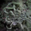 Lichen (Cladonia subulata)