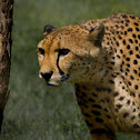 Cheetah