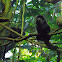 Goeldi's Marmoset