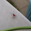 assassin bug nymph