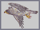 Thumbnail of the map 'Hawk in Flight'