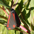 Cinnabar moth