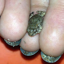 Fowler's Toad