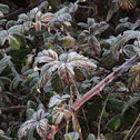 planta de la frambuesa