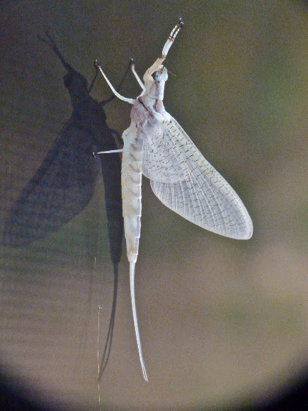 Spotting Image 1