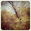 Red Winged Blackbird