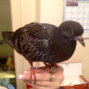 Rock pigeon