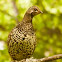 Spruce Grouse