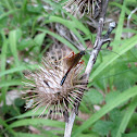 Wasp?
