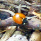 California Ladybug