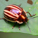 Chrysomelid beetle