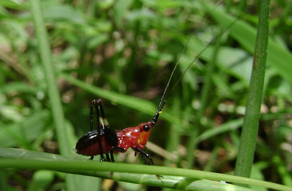 Spotting Image 1