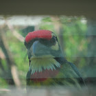Coppersmith Barbet