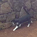 Domestic cat